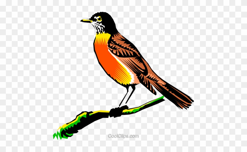 840x519 Robin On A Branch Royalty Free Vector Clip Art