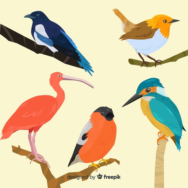 626x626 Robin Vectors, Photos And Free Download