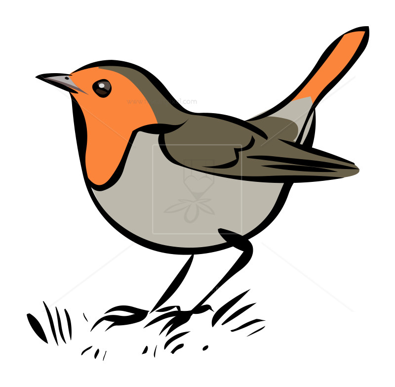 800x783 Robin Clipart Vector Illustration For Free Download And Use Images