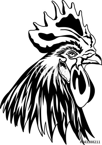 350x500 Rooster Head Vector Illustration Stock Image And Royalty Free