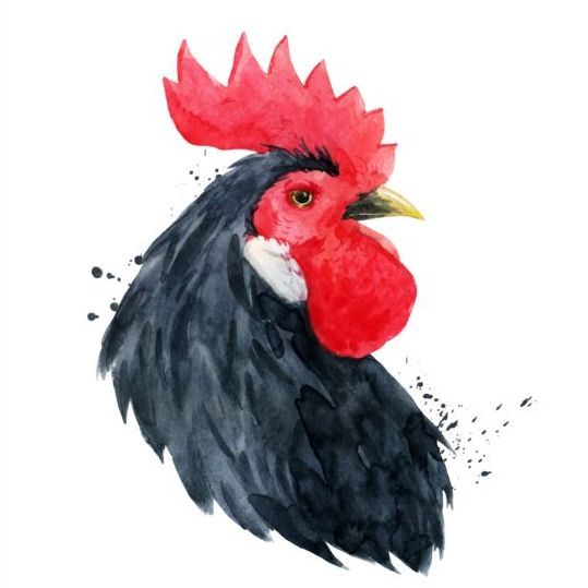 539x539 Black Rooster Head Vector Projects To Try Rooster Illustration