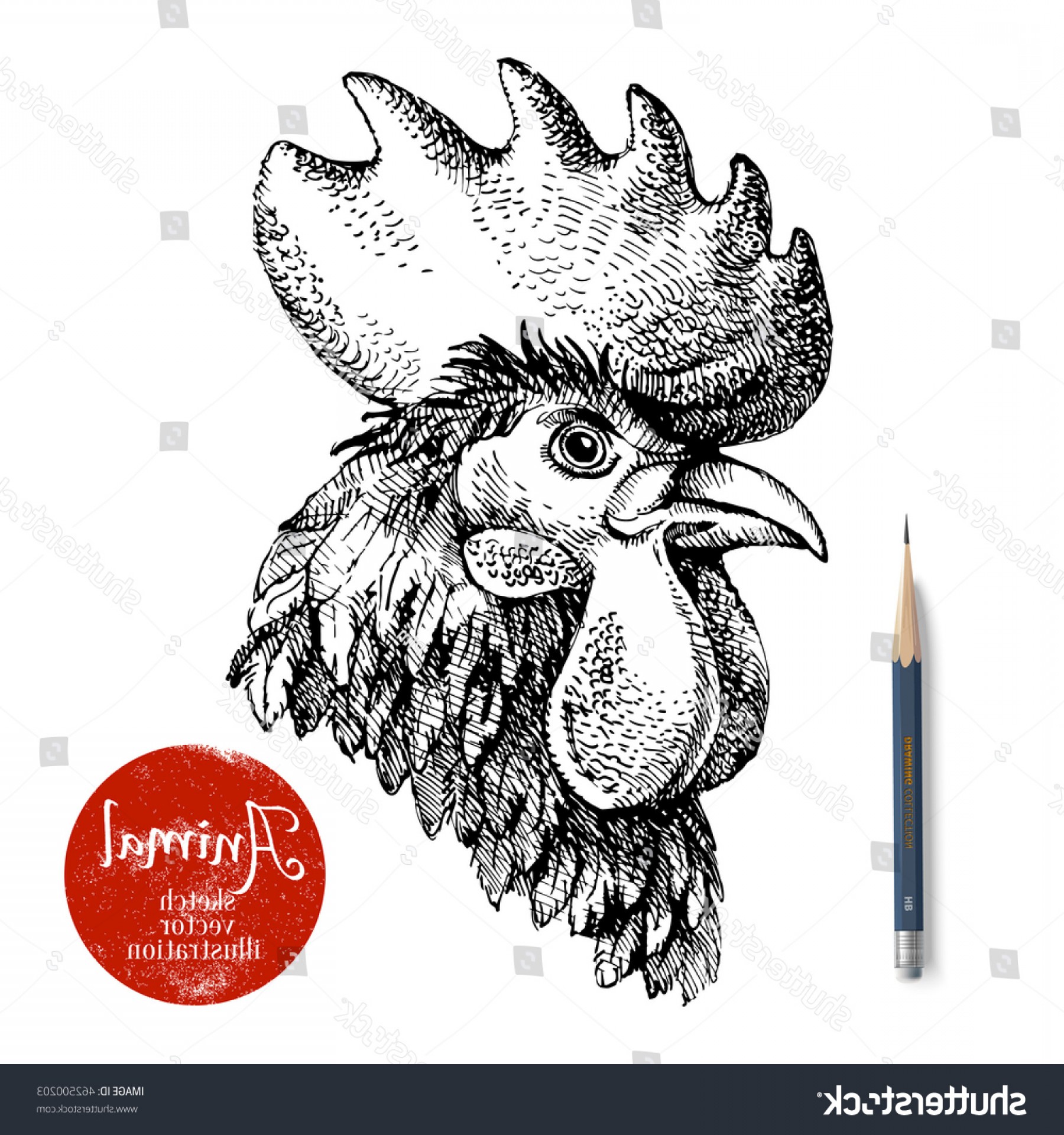 1800x1920 Hand Drawn Rooster Head Vector Illustration Hoodamathrun