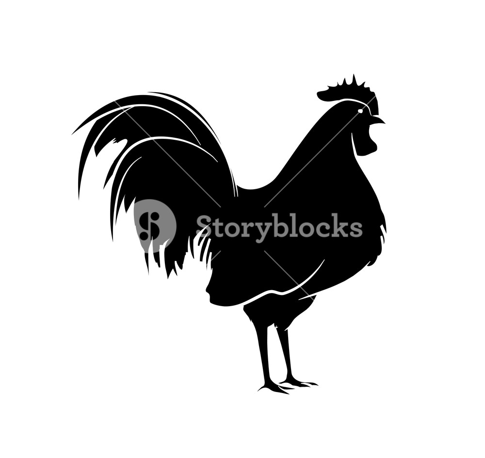 Rooster Silhouette Vector Royalty Free Stock Image 1000x944 Rooster Silhouette Vector Royalty Free Stock Image