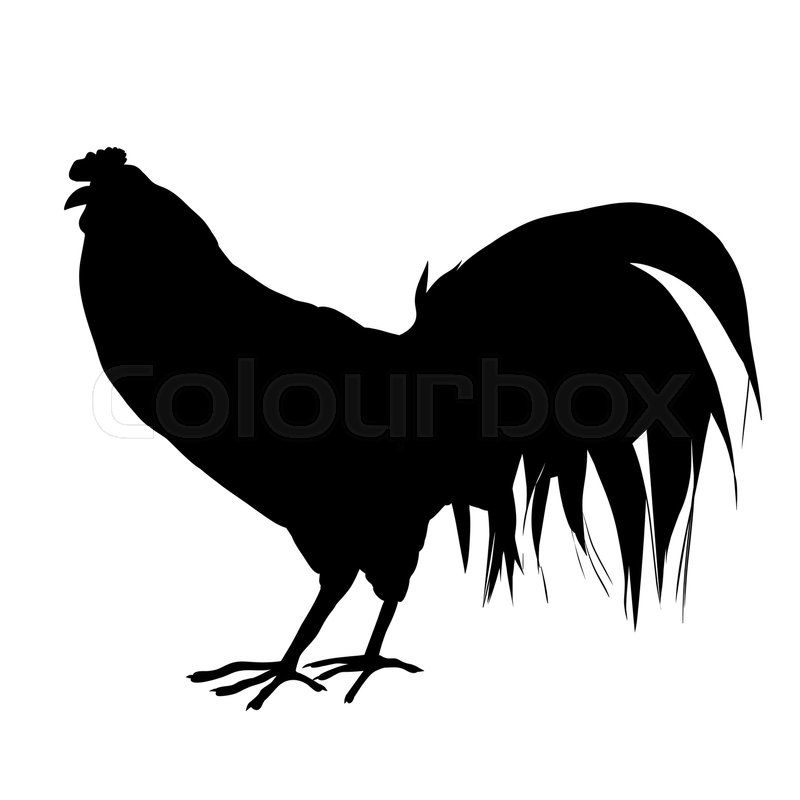 Rooster Silhouette Based On An Stock Vector Colourbox 800x800 Rooster Silhouette Based On An Stock Vector Colourbox