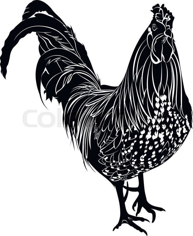 Cock Poultry Rooster Farmer Bird Stock Vector Colourbox 653x800 Cock Poultry Rooster Farmer Bird Stock Vector Colourbox