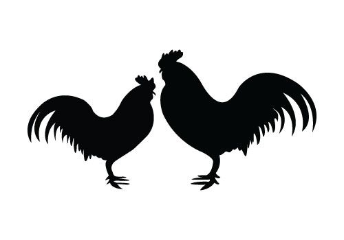 Two Roosters Standing Face To Face, Rooster Silhouette Vector Is 500x350 Two Roosters Standing Face To Face, Rooster Silhouette Vector Is