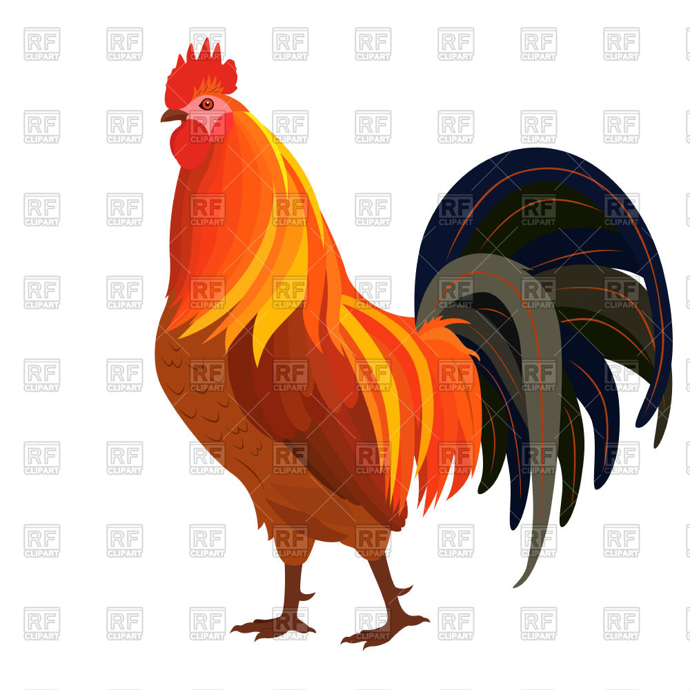 1000x1000 Proud Rooster Vector Image Of Plants And Animals Natareal