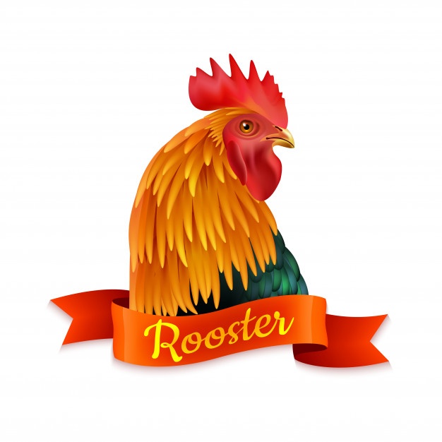 626x626 Rooster Vectors, Photos And Free Download