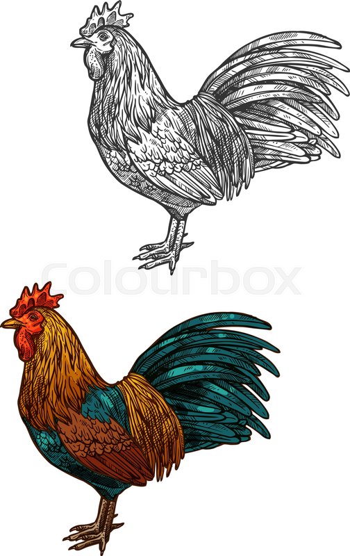 504x800 Rooster Vector Color Sketch Isolated Stock Vector Colourbox
