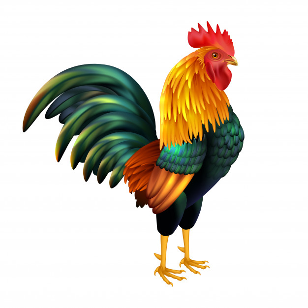 Rooster Vector At Vectorified Com Collection Of Rooster Vector Free   Rooster Vector 5 