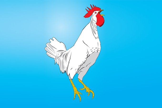 680x455 Free Rooster Vector Clip Art Illustration