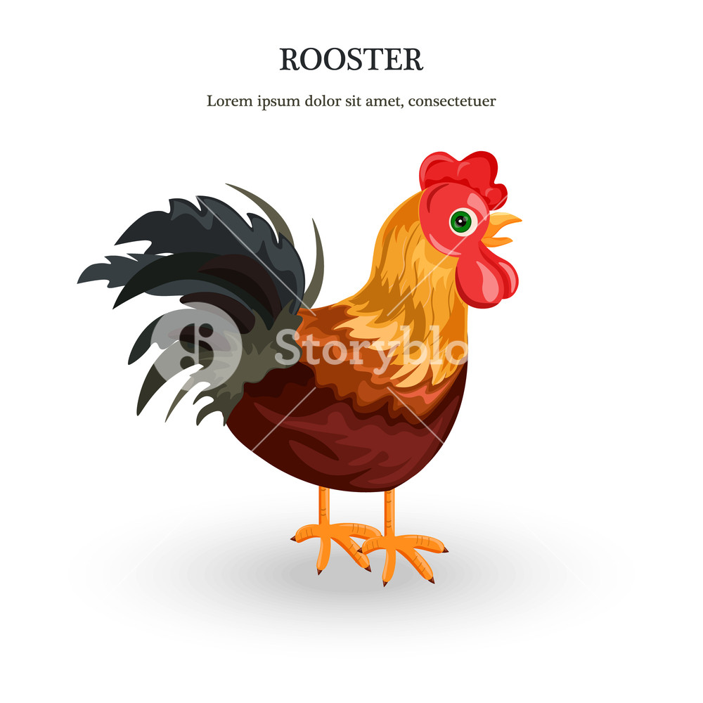 1000x1000 Rooster Vector Detailed Illustration Colorful Cartoon Character