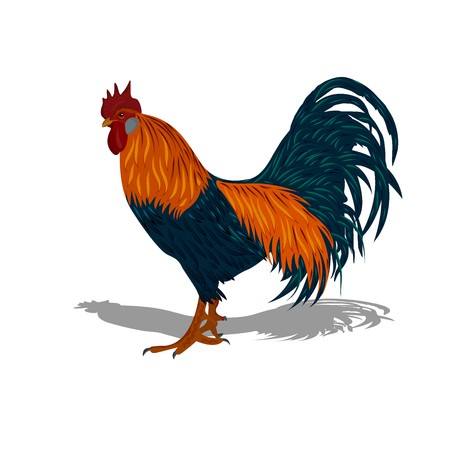 450x450 Rooster, Vector Illustration Royalty Free Vector Graphics