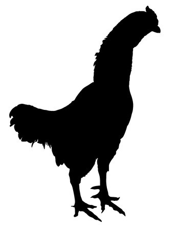 348x450 Chiken, Rooster Vector Silhouette Isolated On White Background