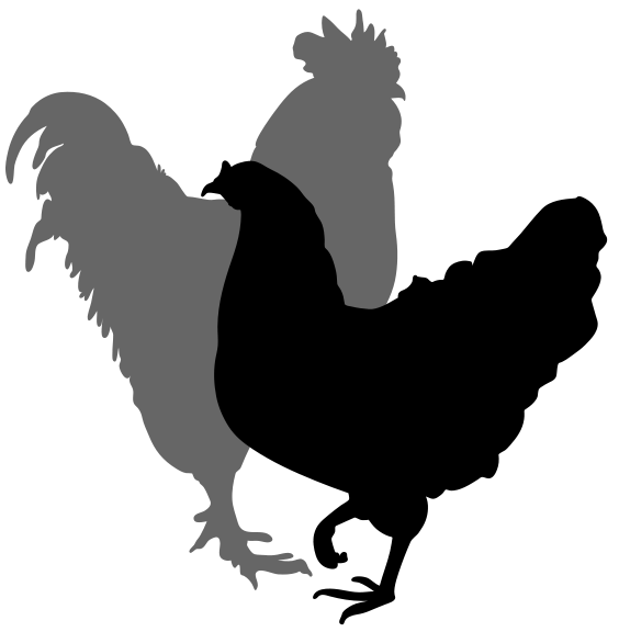 564x576 Rooster And Hen Silhouette