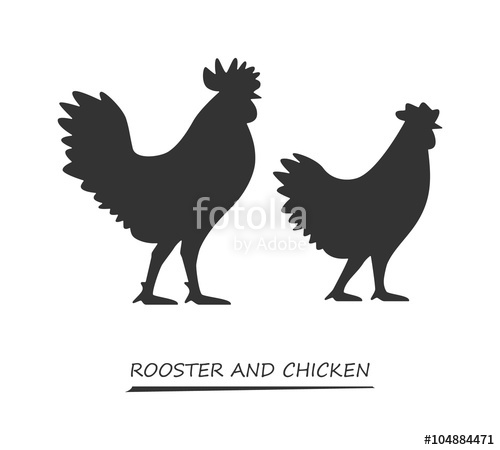 500x450 Black Vector Silhouette Chicken And Rooster Stock Image