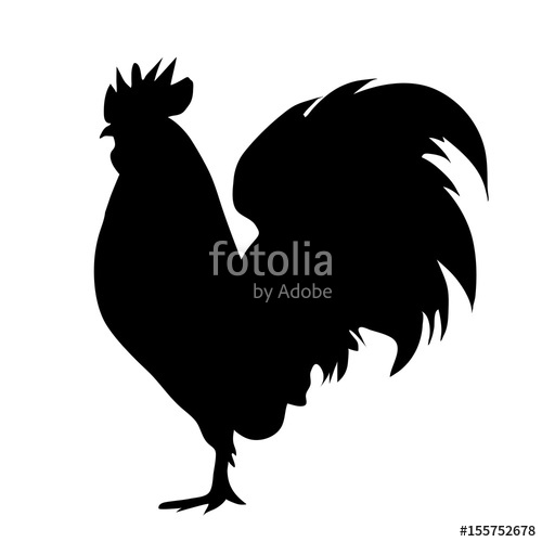500x500 Vector Silhouette Of Rooster On White Background Stock Image