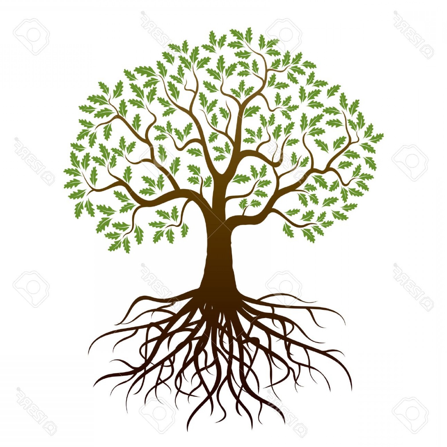 1560x1560 Photostock Vector Oak Tree And Roots Vector Illustration Studiogrfx