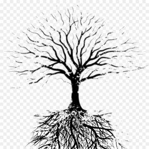 300x300 Png Tree Oak Root Branch Tree Vector Studiogrfx