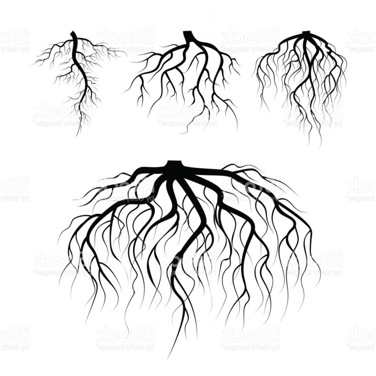 Roots Vector At Vectorified Com Collection Of Roots Vector Free For