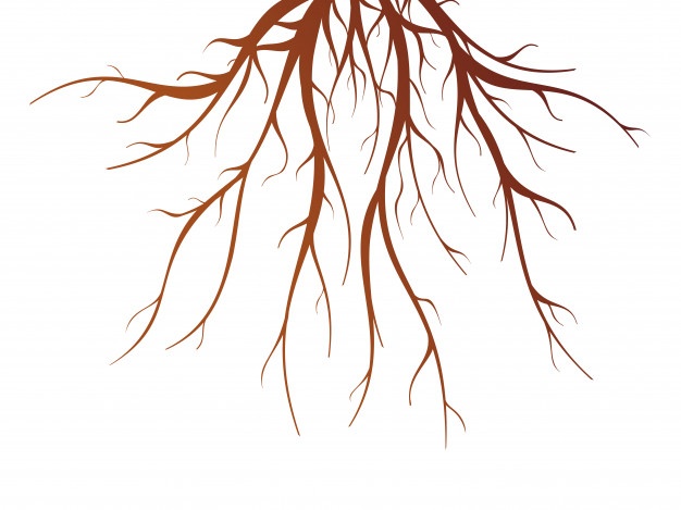 626x469 Tree With Roots Vector Free Download