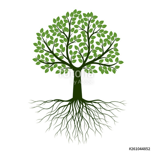 500x500 Green Spring Tree With Roots Vector Illustration Stock Image