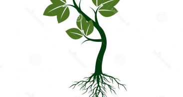 367x195 Plant Roots Vector Archives