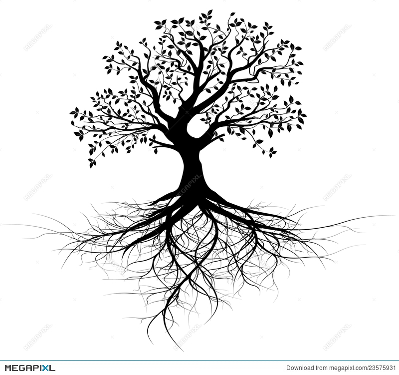 800x751 Whole Black Tree With Roots