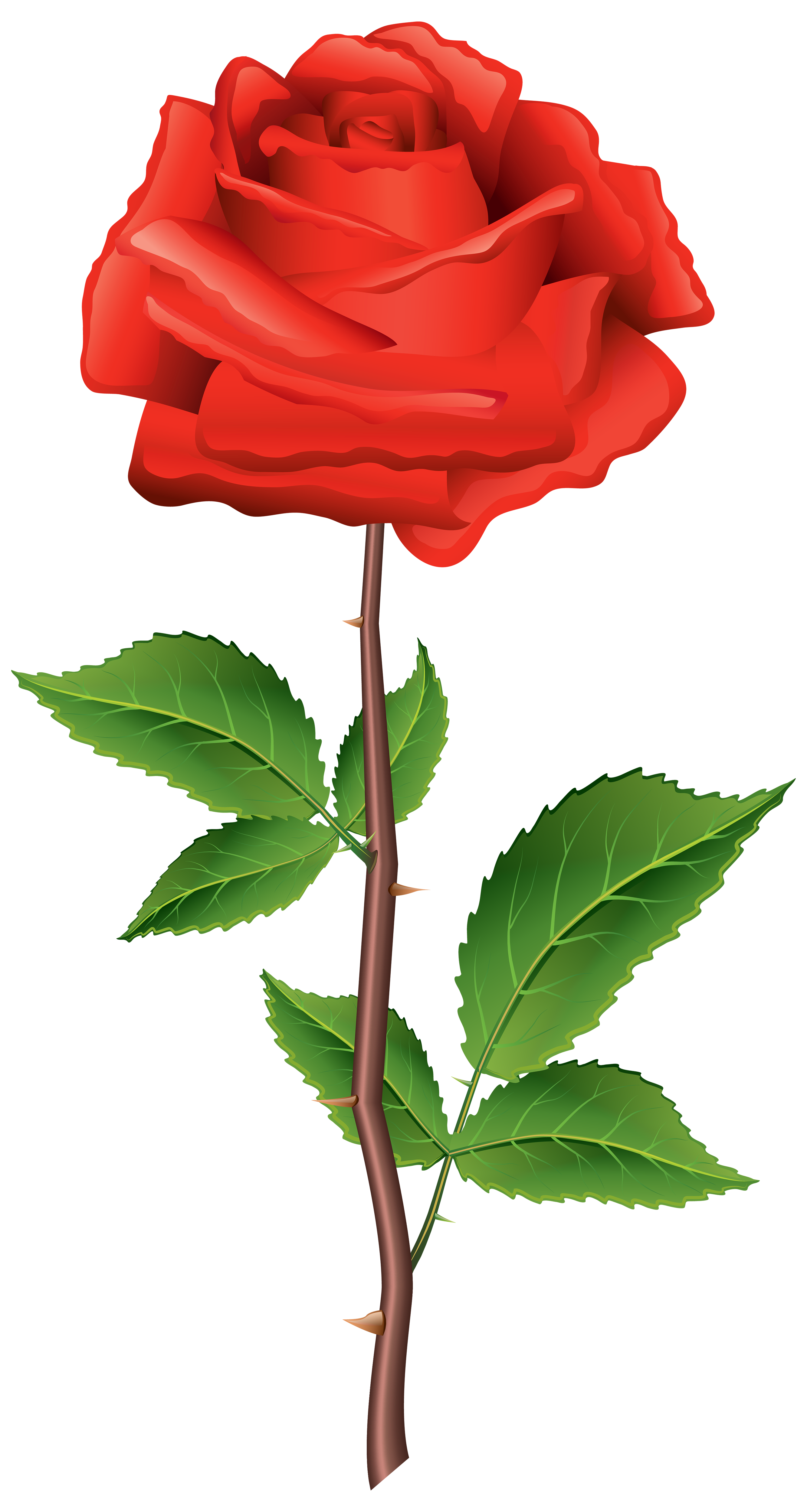 2667x5000 Hermosas Rosas Red Rose Png, Red Roses