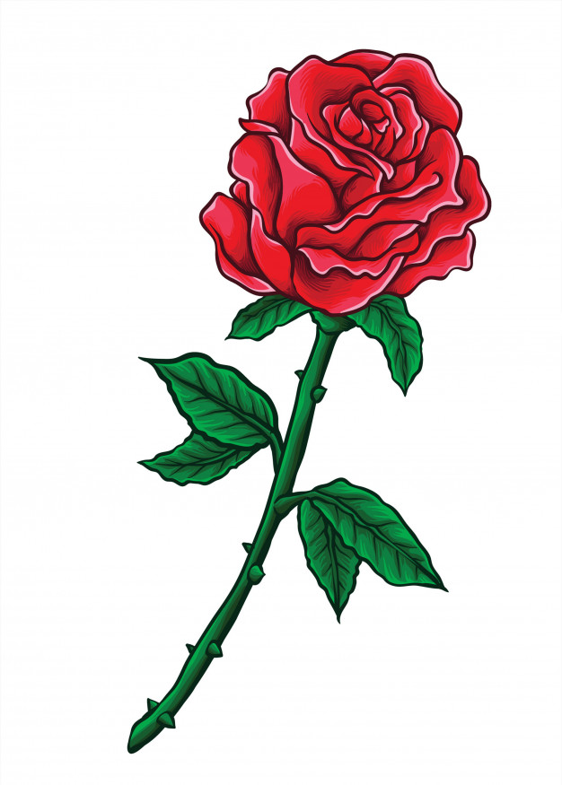 Valentine Rose Vector Vector Premium Download 626x875 Valentine Rose Vector Vector Premium Download