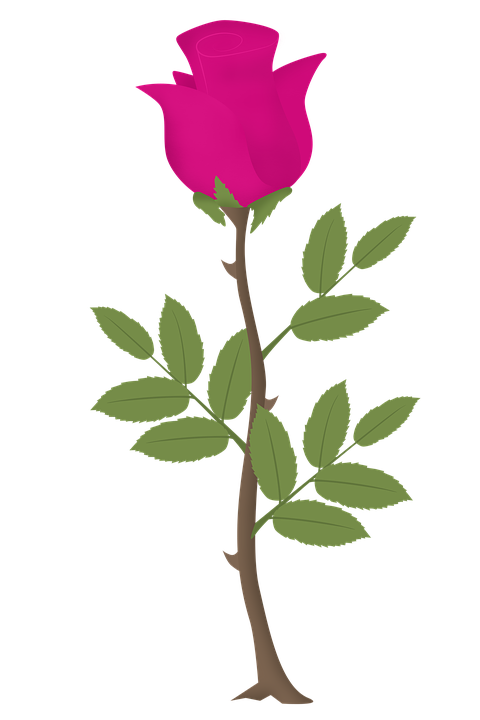 Free Photo Rosa Pink Vector Flower Roses Pink Flowers 480x720 Free Photo Rosa Pink Vector Flower Roses Pink Flowers