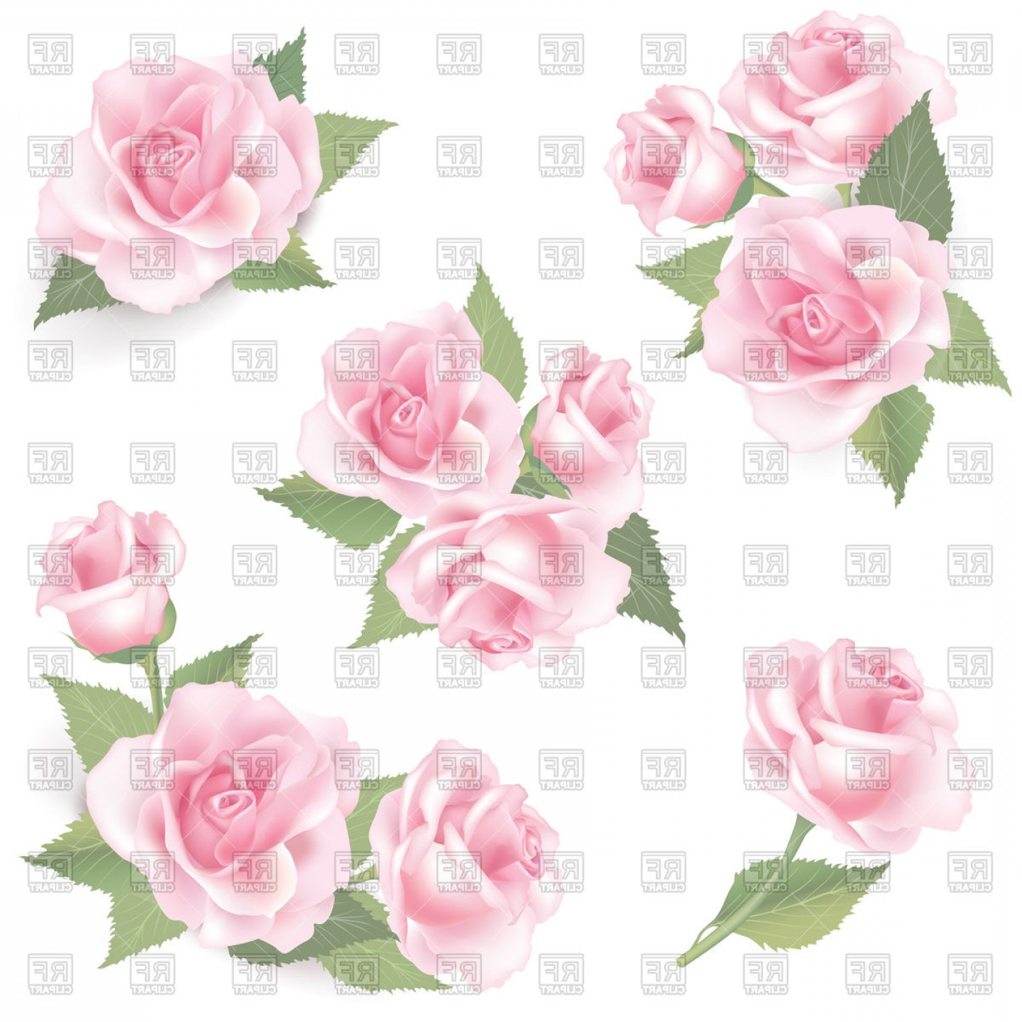 1440x1440 Floral Rose Background Vector Clipart Soidergi
