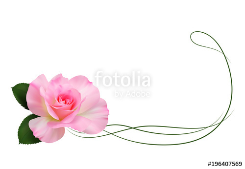 Realistic Pink Rose, Border Stock Image And Royalty Free Vector 500x346 Realistic Pink Rose, Border Stock Image And Royalty Free Vector