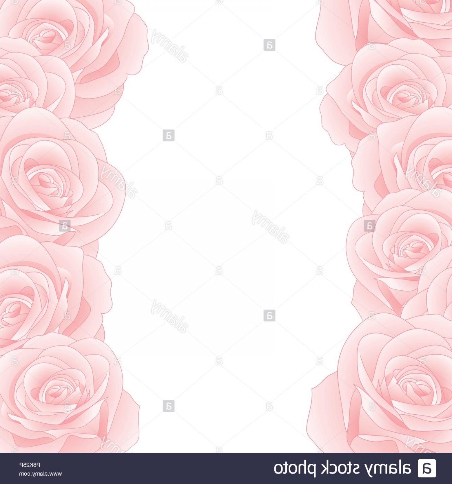 Beautiful Pink Rose Border Rosa Isolated On White Background 1560x1668 Beautiful Pink Rose Border Rosa Isolated On White Background
