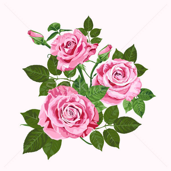 600x600 Pink Roses Bouquet Isolated On The White Vector Illustration