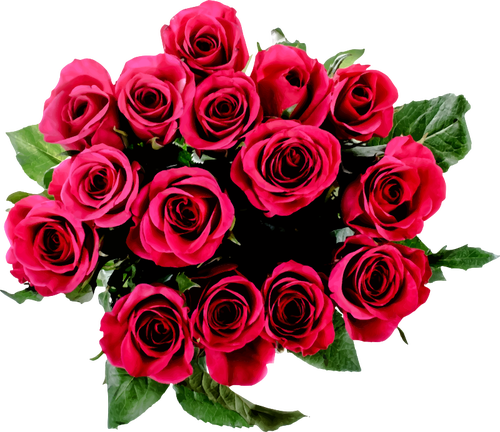 500x432 Roses Bouquet Vector Image