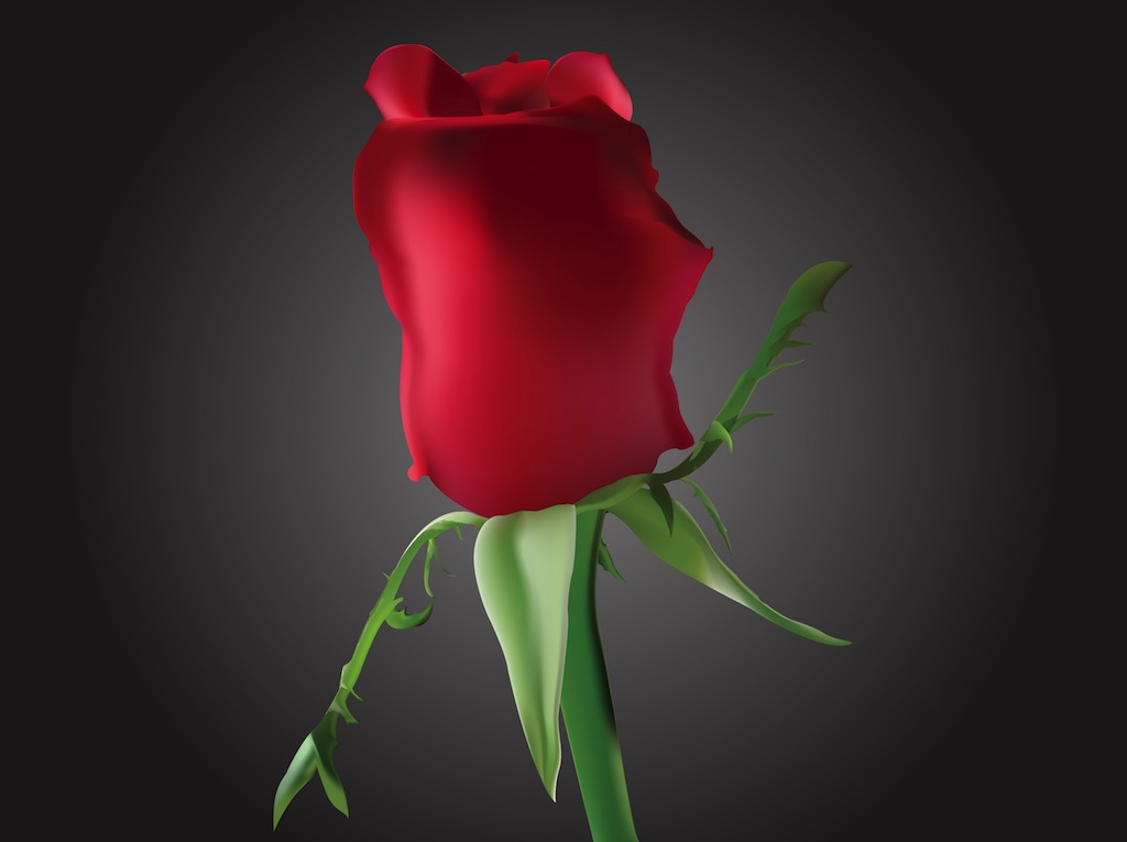 1024x765 Romantic Rosebud Vector Art Graphics