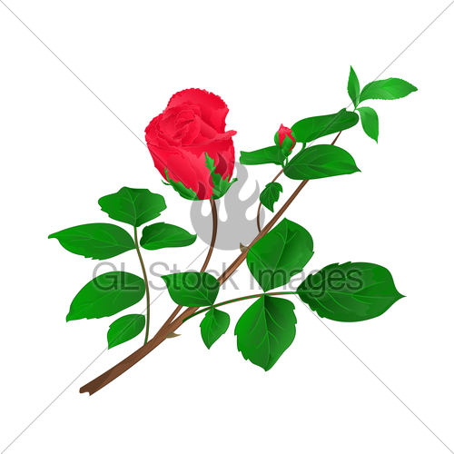 500x500 Rosebud Red Stem With Leaves And Blossoms Vintage Vector Gl