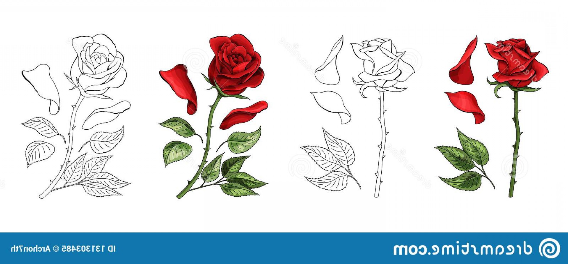 1920x894 Roses Hand Drawing Colored Blossoming Rosebud Vector Illustration