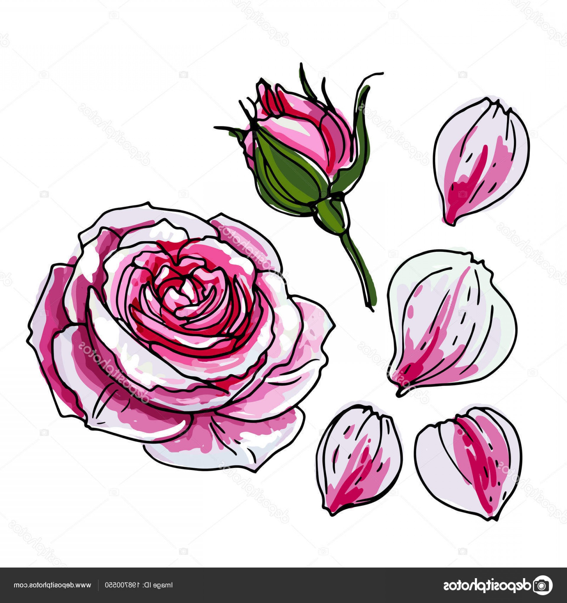1920x2040 Stock Illustration Rosebud Rose Flower Sketch Flowers Cqrecords