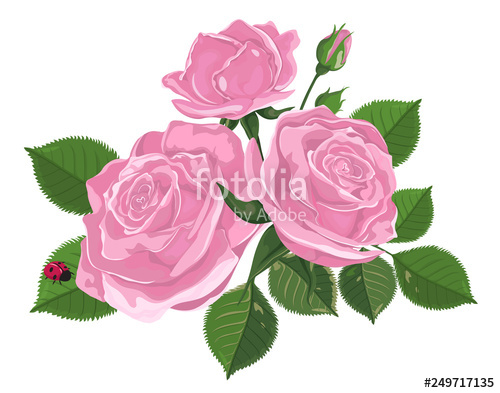 500x393 Vector Bouquet Of Roses Watercolor Illustration Rose Bud