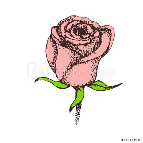 500x500 Vintage Rose Bud Vector Illustration, Dusty Pink