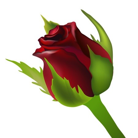 Rose Bud Vector at Vectorified.com | Collection of Rose Bud Vector free ...