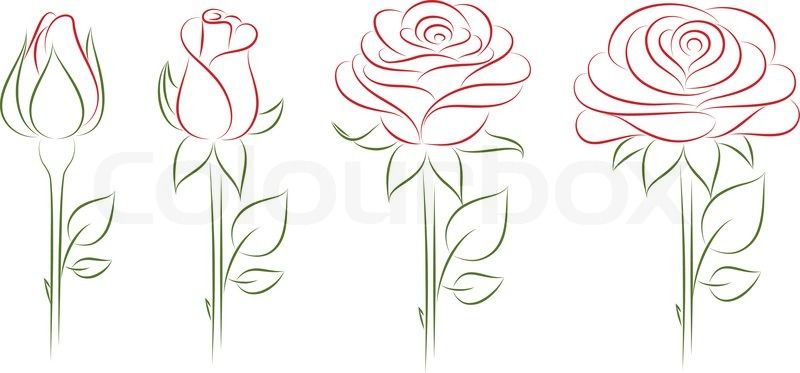 800x373 Rose Bud Line Drawing