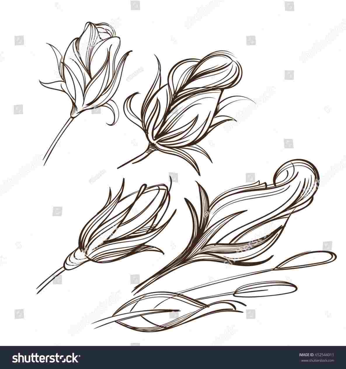 1185x1264 Drawing A Rose Bud Drawing Work