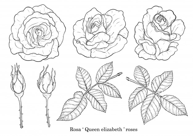 Rosa Queen Elizabeth Rose Vector 626x442 Rosa Queen Elizabeth Rose Vector