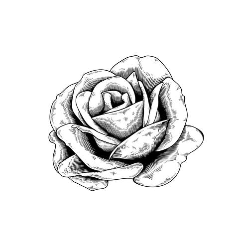 Rose Drawing Flower Nature Vector Icon On White Background 490x490 Rose Drawing Flower Nature Vector Icon On White Background