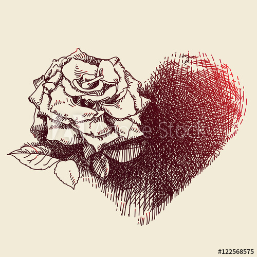 Rose Drawing Hand Drawn Vector Illustration Of A Rose And Its 500x500 Rose Drawing Hand Drawn Vector Illustration Of A Rose And Its