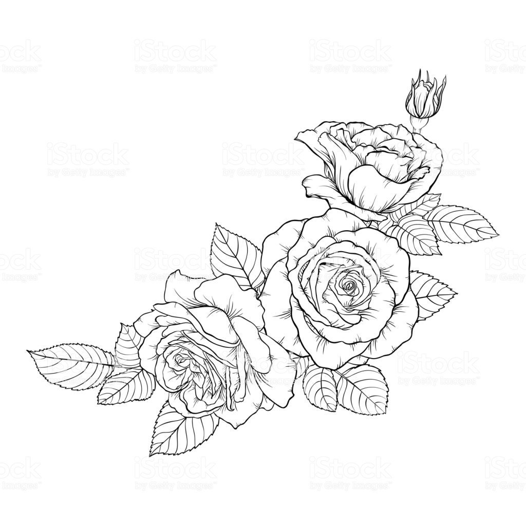 Black And White Rose Drawing Border Vector Skull Realistic Line 1024x1024 Black And White Rose Drawing Border Vector Skull Realistic Line
