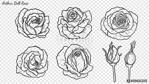 Rose Ornament Vector 500x281 Rose Ornament Vector